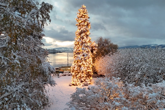 Christmas Tree Lighting